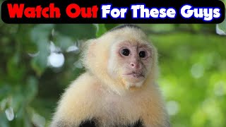 Manuel Antonio National Park Costa Rica - Smart Tips For New Travelers
