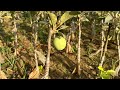 नये ग्राफ्ट पोधे की देखभाल कैसे करे? Apple,Peach,plum,Pear,Persimmon plants care #jhn