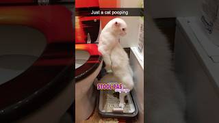 Constipation In Cats Causes, Symptoms, And Solutions