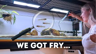 Moving African Cichlid Fry to a Growout Tank!