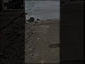 راعي الشاص شاص2022 تصميم الايك وشير واشتراك