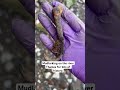 #mudlarking #treasuresearch