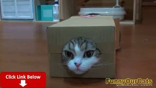 Funny Cats Compilation 13 ?
