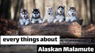 every things about alaskan malamute by Animal Explorer 207 views 1 year ago 4 minutes, 23 seconds