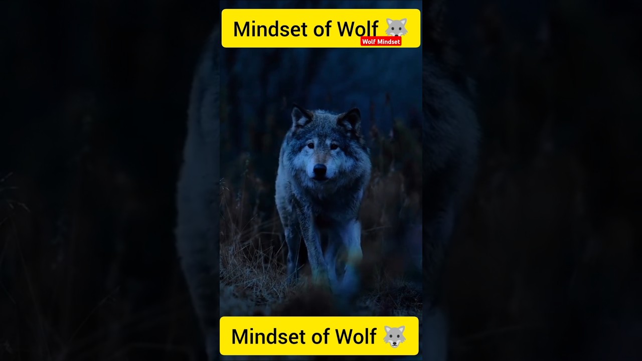 Mindset of Wolf 🐺 | 