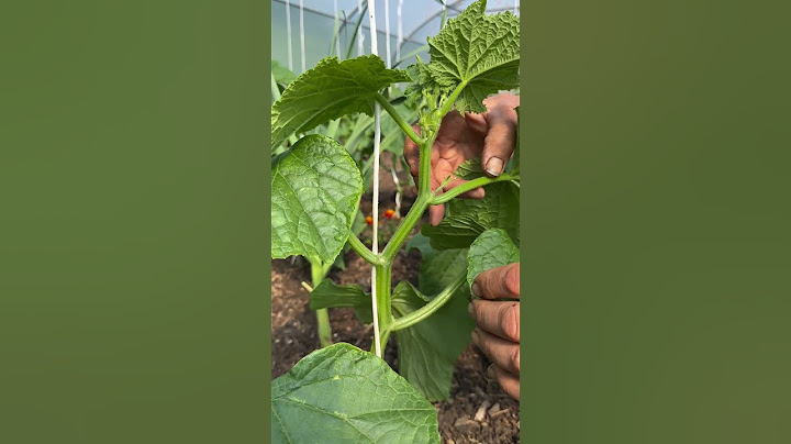 Why remove baby cucumbers from young vertical plants