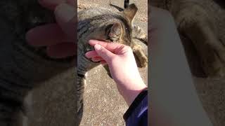 Mystery Kitty Came To Say Hello