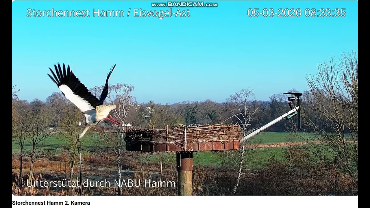 Gniazdo   w  Hamm.  Rozterka widza. 5.03.2026