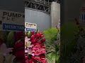 【DA PUMP】25周年お祝いの花 #Shorts