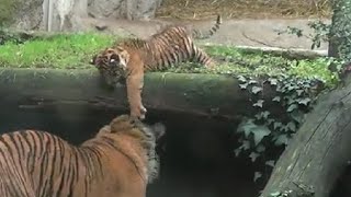 La piccola tigre di Sumatra Kala alla sua prima uscita ‘pubblica’ al Bioparco di Roma