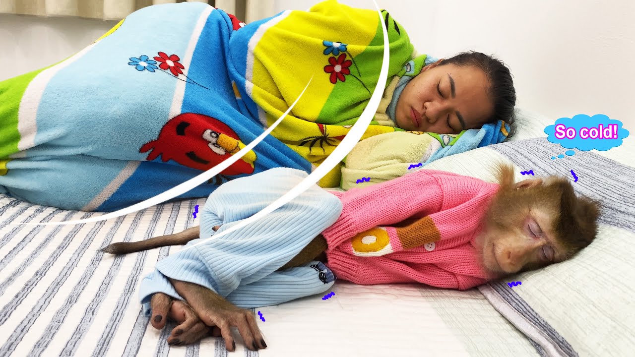 Monkey Lyly is COLD because her mother ACCIDENTALLY covered her with all the blankets.