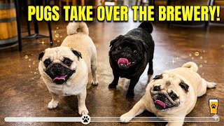 Mopshonden En Pintjes - Een Gemopper In De Kroeg