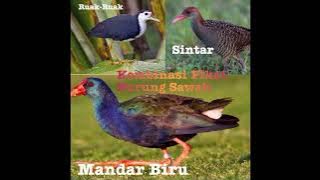 Pikat kombinasi Burung Sawah||Ruak-Ruak, Sintar,dan Mandar biru||Suara jernih dan nyaring