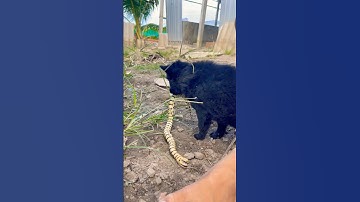 Con chó tha rắn cạp nia vào nhà #rănrivoi #rắncapnia #shortvideo