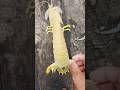 Unbelievable Sea Creature Rescue! 🦐 #rescue #viral #fishing #shorts