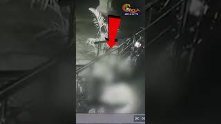 CCTV captures, Leopard killing pet dog, Dragging it away in Arambol