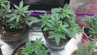 Viparspectra led grow