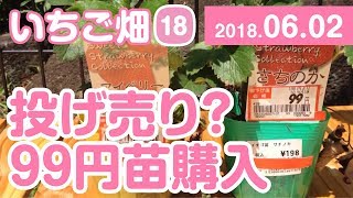 いちご畑【18】投げ売り？99円苗購入