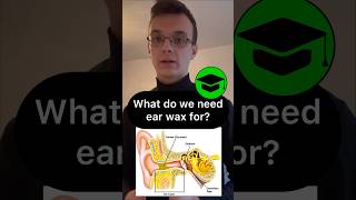 Importance of ear wax biology anatomy biologia