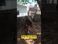 कौन सी गाय सबसे ज्यादा दूध देती है #dairyfarm #villagefarming