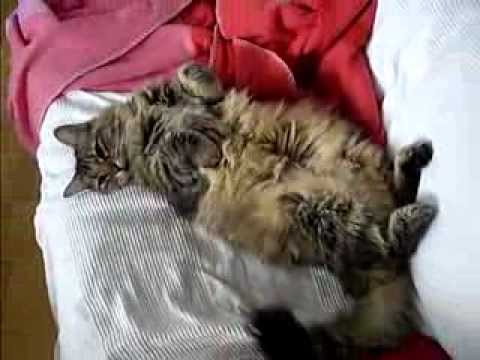 Sweet lazy Maine Coon male cat | huge pretty amazing