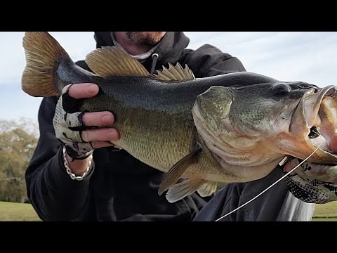 bass fishing with the #zman #mulletron and #6thsensefishing #whale (giant)