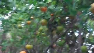 Tangerine Tree