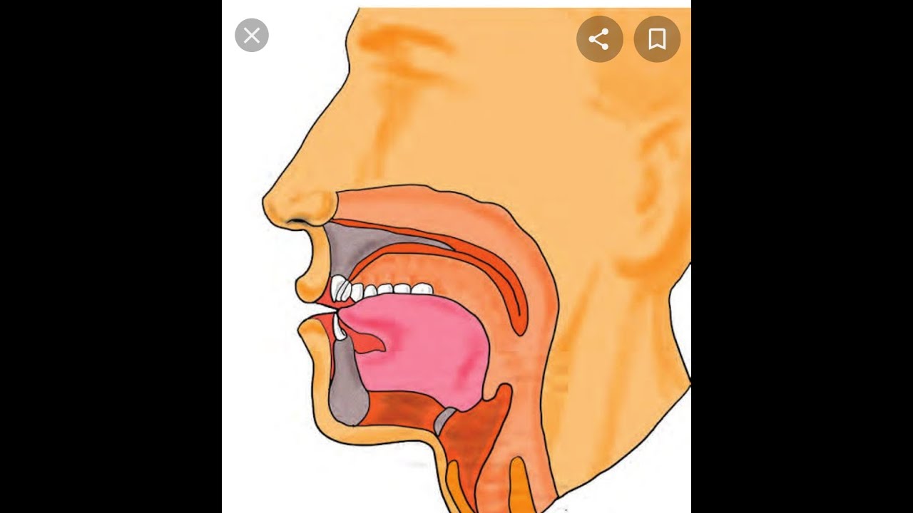 Tilavette Dudak talimi