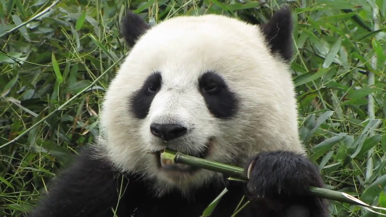 ari animal rap giant panda youtube