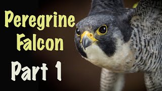 Peregrine falcon just took off pose. Art of Taxidermy screenshot 2