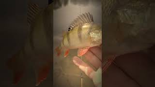 Ultralight En Micro Fishing  #fishing #shortvideo #baars