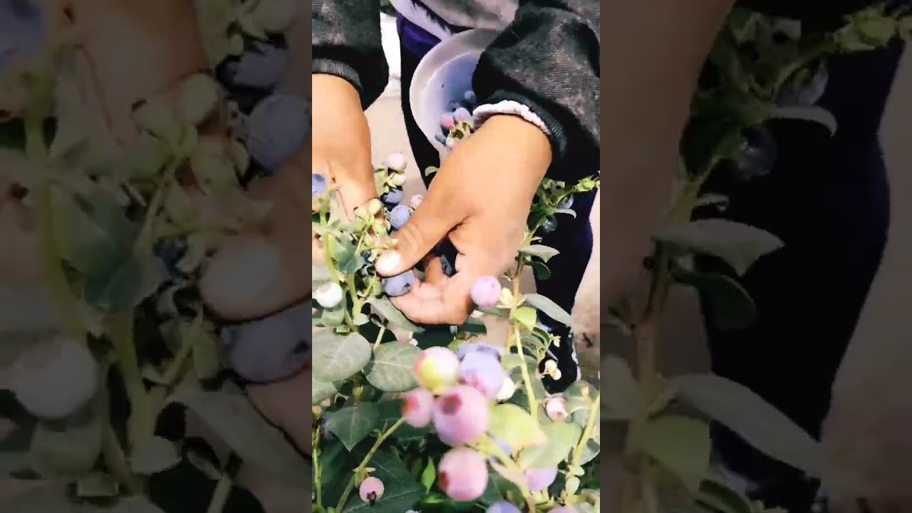 La manera correcta de cosechar arándanos