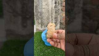 Ginger for Pigeons | Natural Health Boost & Stronger Immunity 🫚🐦 #usaaudience #ukaudience