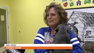 Puppy Bowl will feature 5 special pups from Iowa's own AHeinz 57