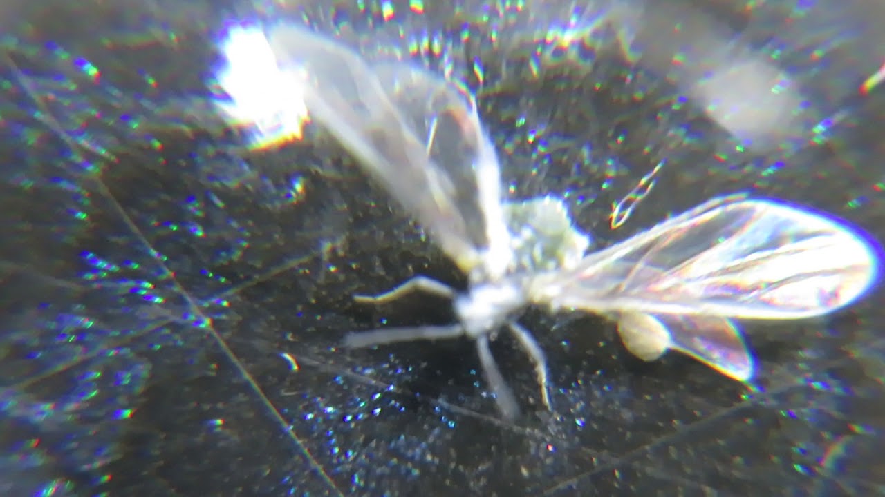 無料ダウンロード羽根 虫 すべての魚の画像 無料ダウンロード羽根 虫 すべての魚の画像
