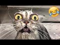 Funny Animal Videos 2023 😹 - Funniest Dogs and Cats Videos 😻 #64