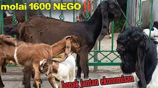 KAMBING ETAWA ,stok terbaru induk & dara SPEK breeding lues diNASERFARM Wonosobo 