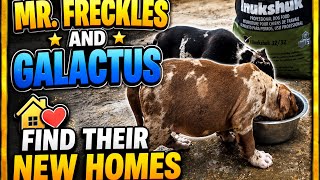 Pups Have Found Their New Homes