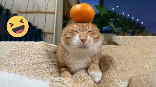 Funniest Cats 2024🤣 Best Funny Cats Videos Of The Month 😻10