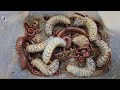 Best Hunting And Catching Ground Insects And Bugs Include Millipedes, Beetle Larva, Red Spotted ....