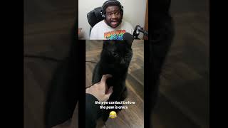 bro said enough #catlife #funny #shorts