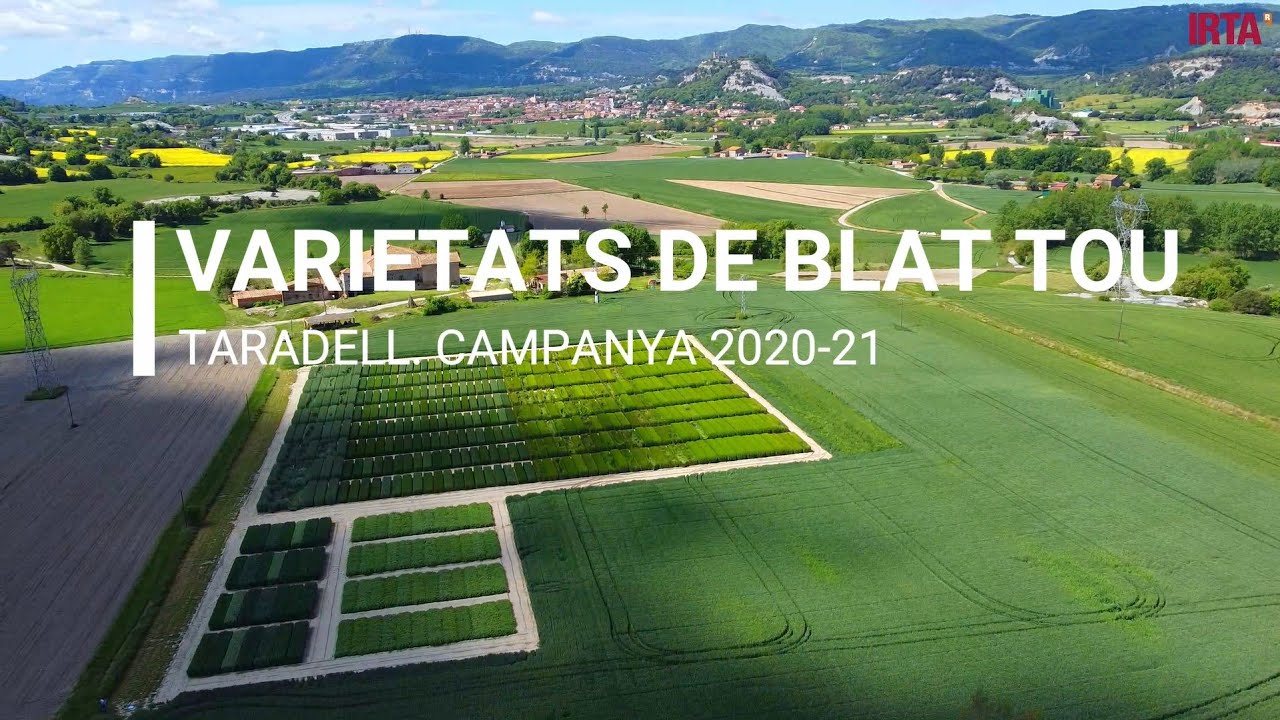 Varietats de blat tou d’hivern. Campanya 2020-21