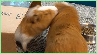 Best guinea pig noises of the wheek! (2021 Week 20)