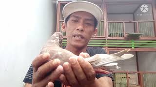 Cara cabut bulu ekor merpati piyik || manfaat dada merpati ngejantung
