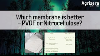 Which membrane is better – PVDF or Nitrocellulose