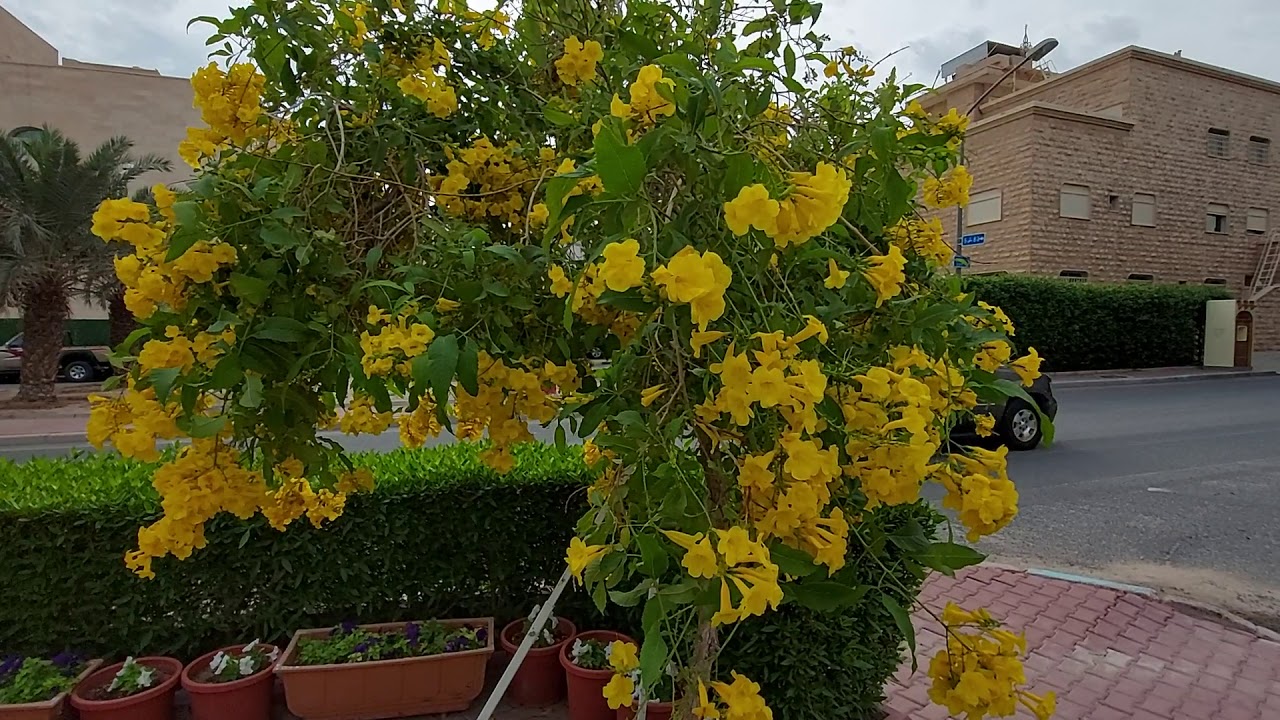 شجيرة التيكوما ستانس