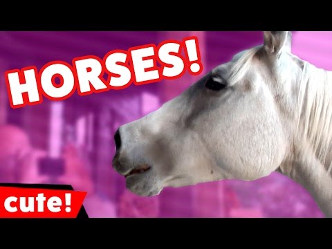 funny-horse-videos-compilation-2016-|-kyoot-animals