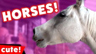 Funny Horse Videos Compilation 2016 | Kyoot Animals