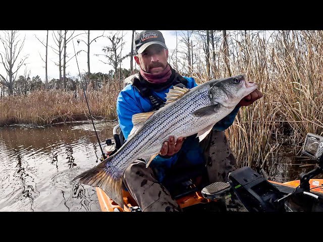 Dirty/Cold Water Jigging Striped Bass & Prehistoric Fish!