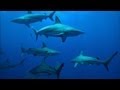 Black Tip Sharks Research Insights